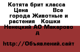 Котята брит класса › Цена ­ 20 000 - Все города Животные и растения » Кошки   . Ненецкий АО,Макарово д.